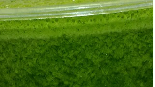 GREEN JUICE